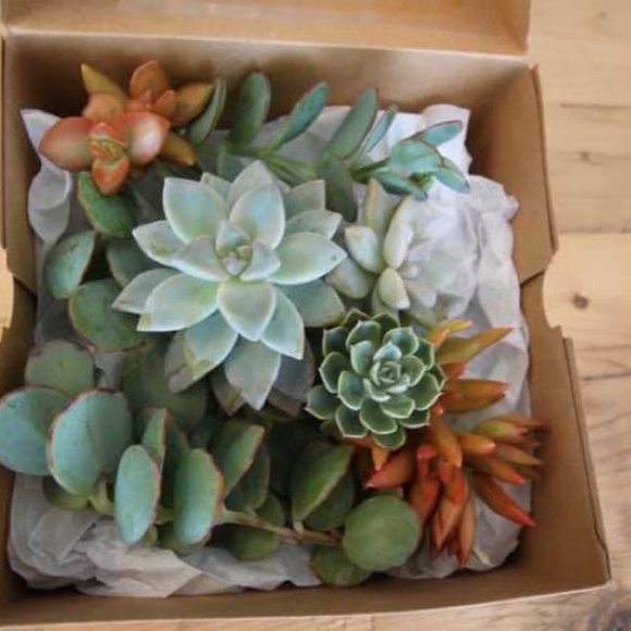 Brown Gift Boxes with Windows - Picture 8 of 8